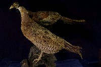 藏品(環頸雉)的圖片